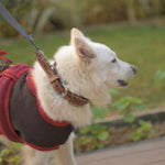 Hand Tooled Leather Dog Collar-Western Culture Leather