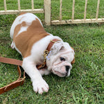 Dog Collar-Western Culture Leather