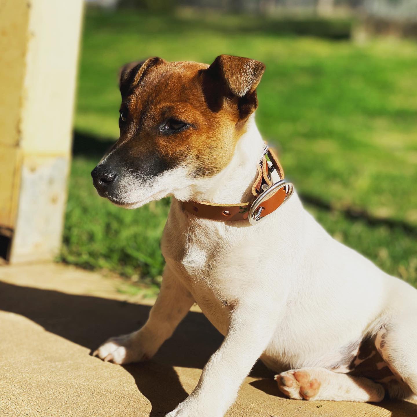 Dog Collar-Western Culture Leather