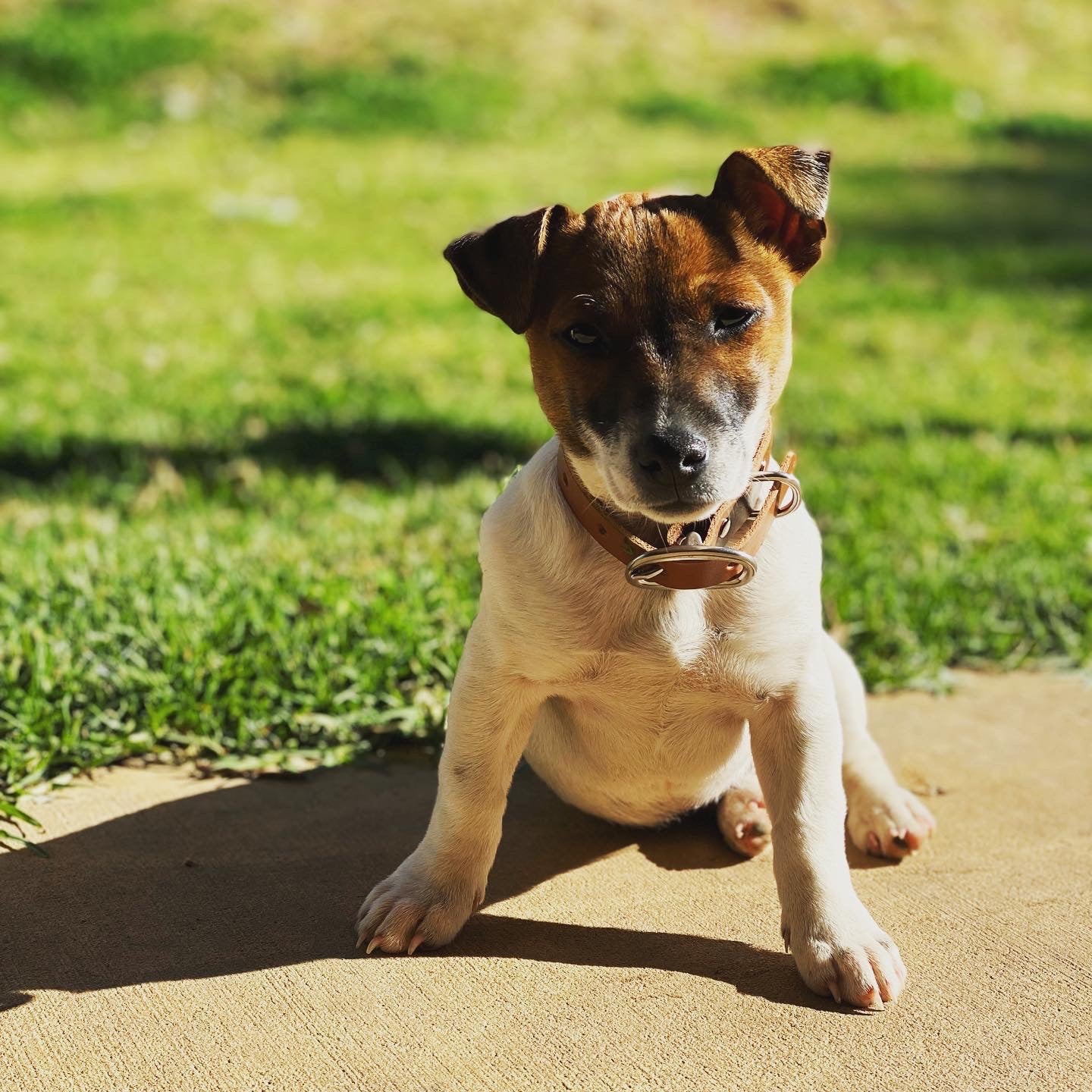 Dog Collar-Western Culture Leather